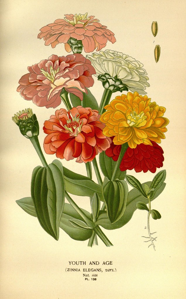 Affiche botanique et papeterie