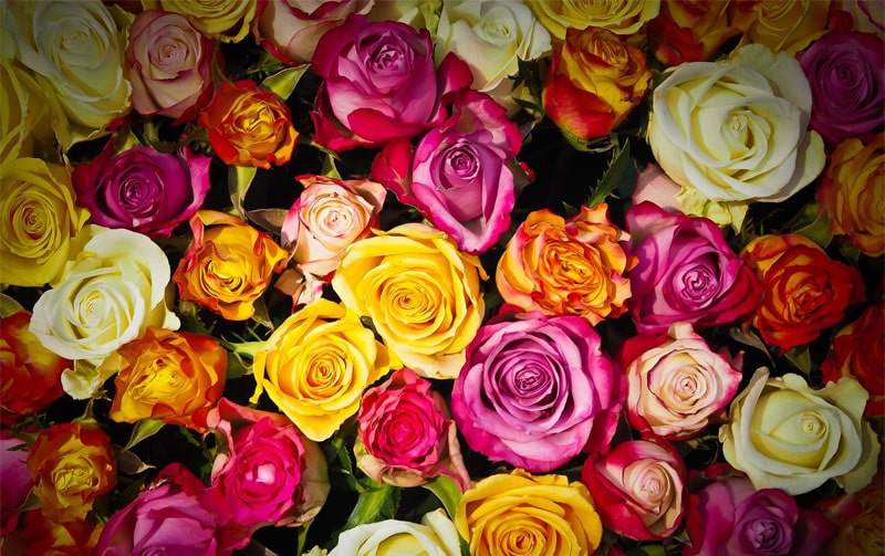 Bouquets et fleurs de saison, place Bossuet