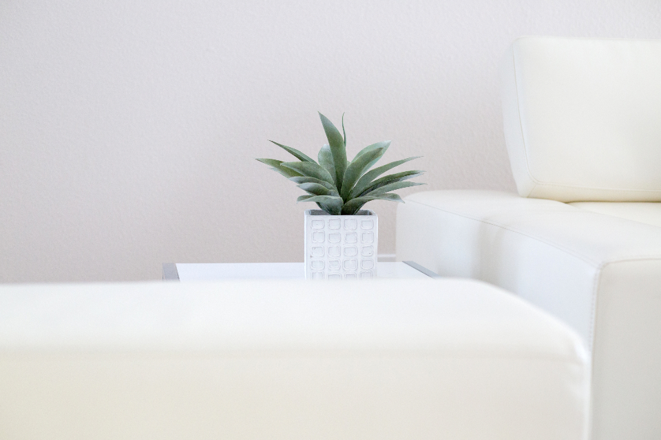 Plante verte en pot design